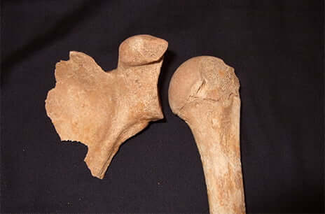 Close up of bones from the Bowl Hole