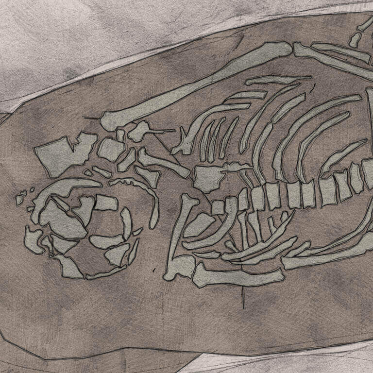 A drawing of skeleton with codename Denisc as discovered in the bowl hole graveyard