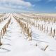 Frozen winter corn field