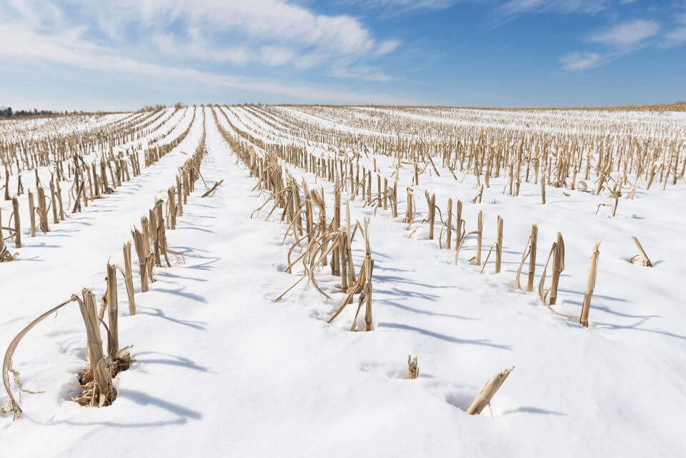 Frozen winter corn field